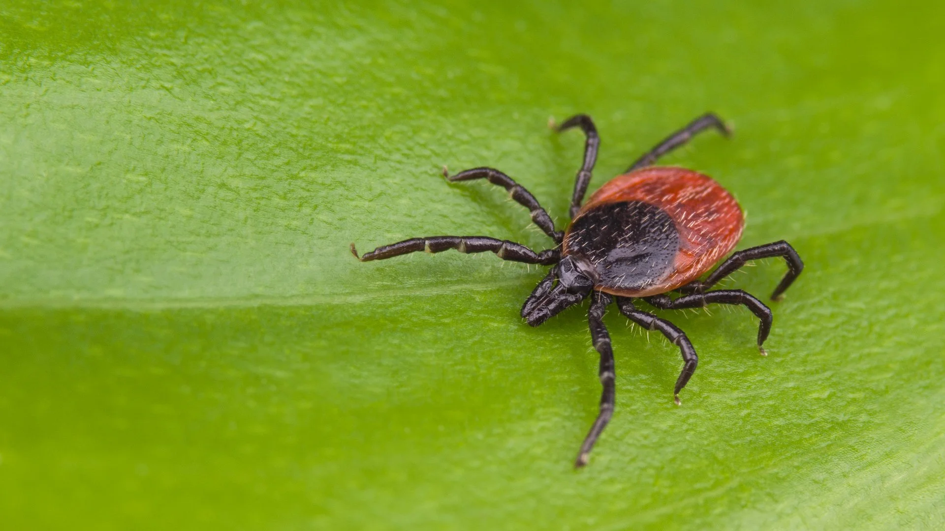 How to Keep Yourself Safe From Ticks During the Warm Months