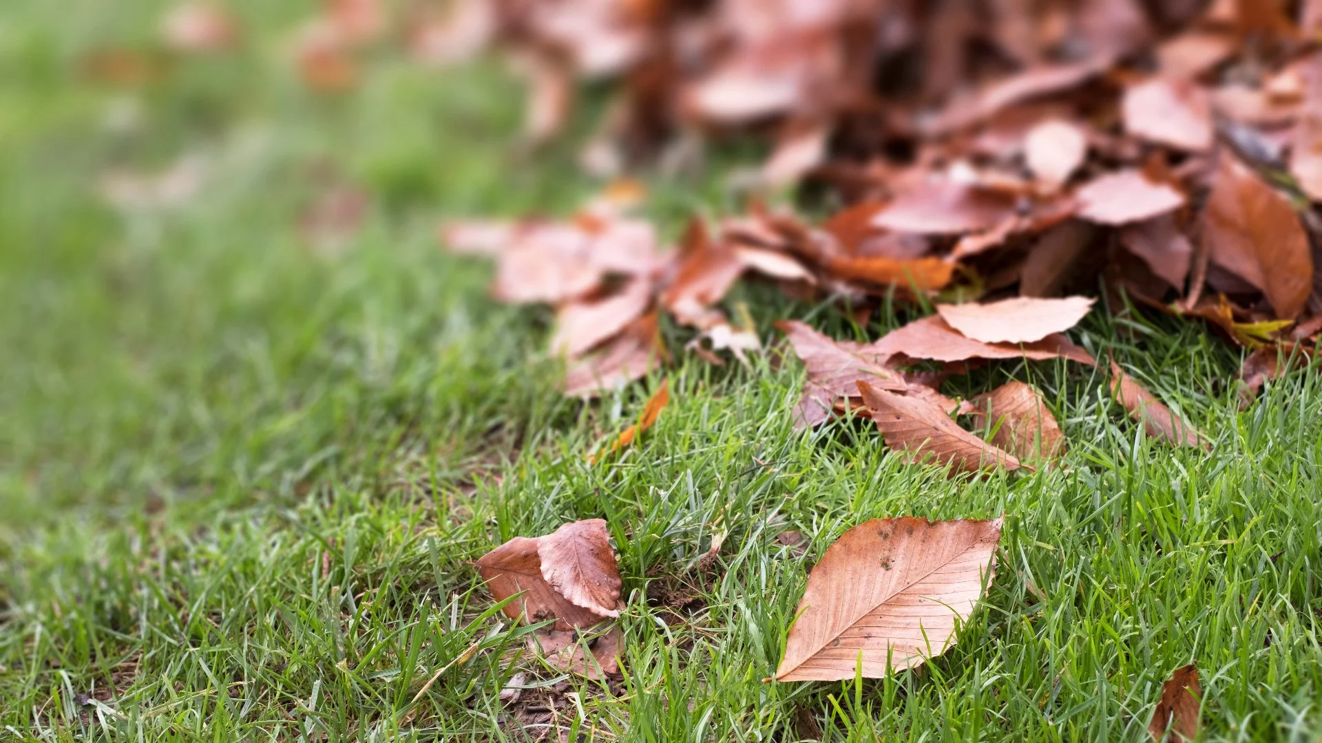 Is It Better to Continuously Clean up Leaves From Your Yard or All at Once?