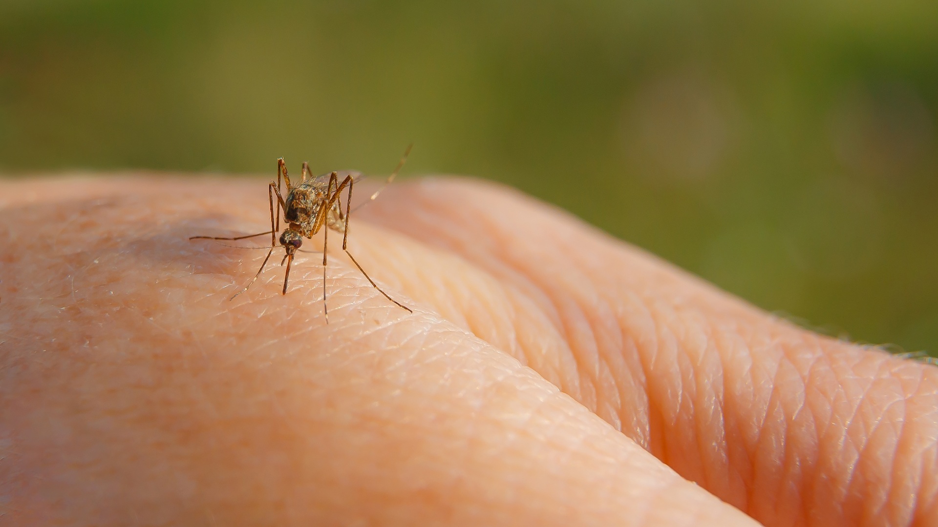 Mosquito Season Is Upon Us - Are You Prepared?
