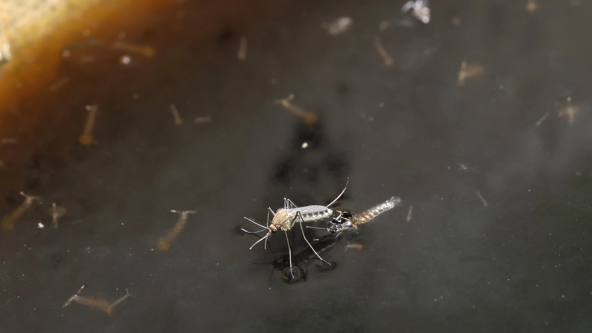 Do Water Features Attract Mosquitoes?