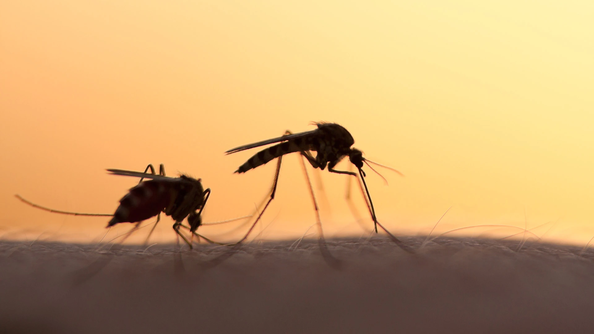 Silhouette of two mosquitos by a home in Lakeland, TN.