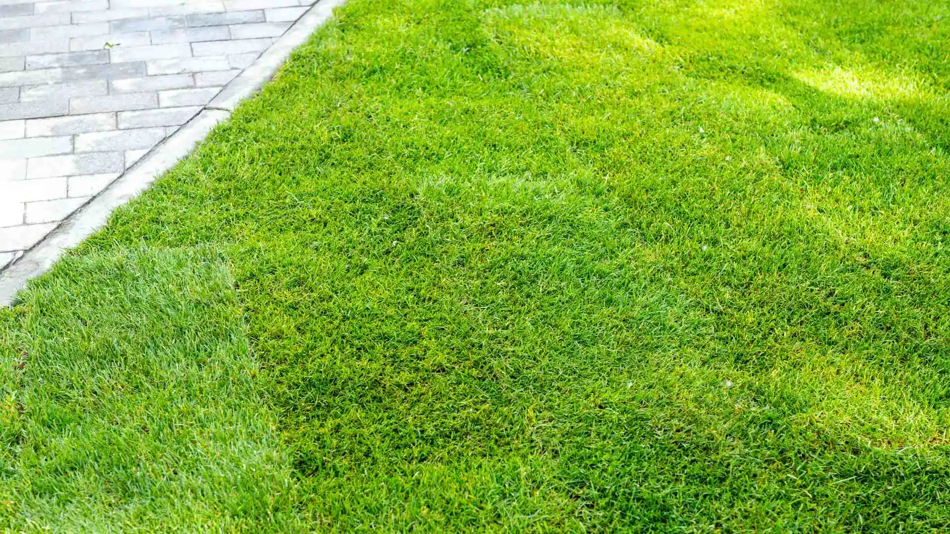 Does Sod Really Give You an Instant Lawn?