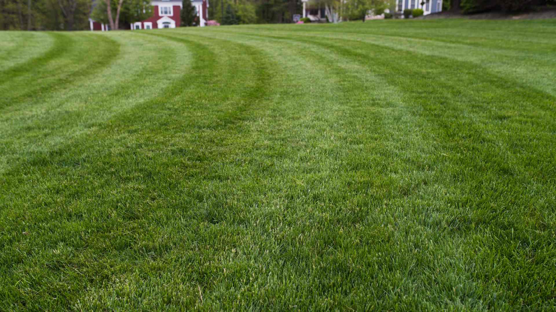 The Most Important Things to Consider When Hiring a Lawn Mowing Company