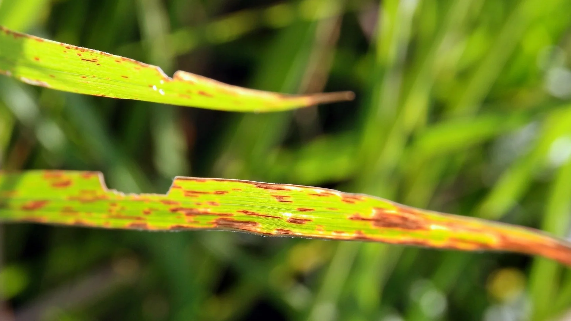 Plant Diseases to Be on the Lookout for in Memphis, TN