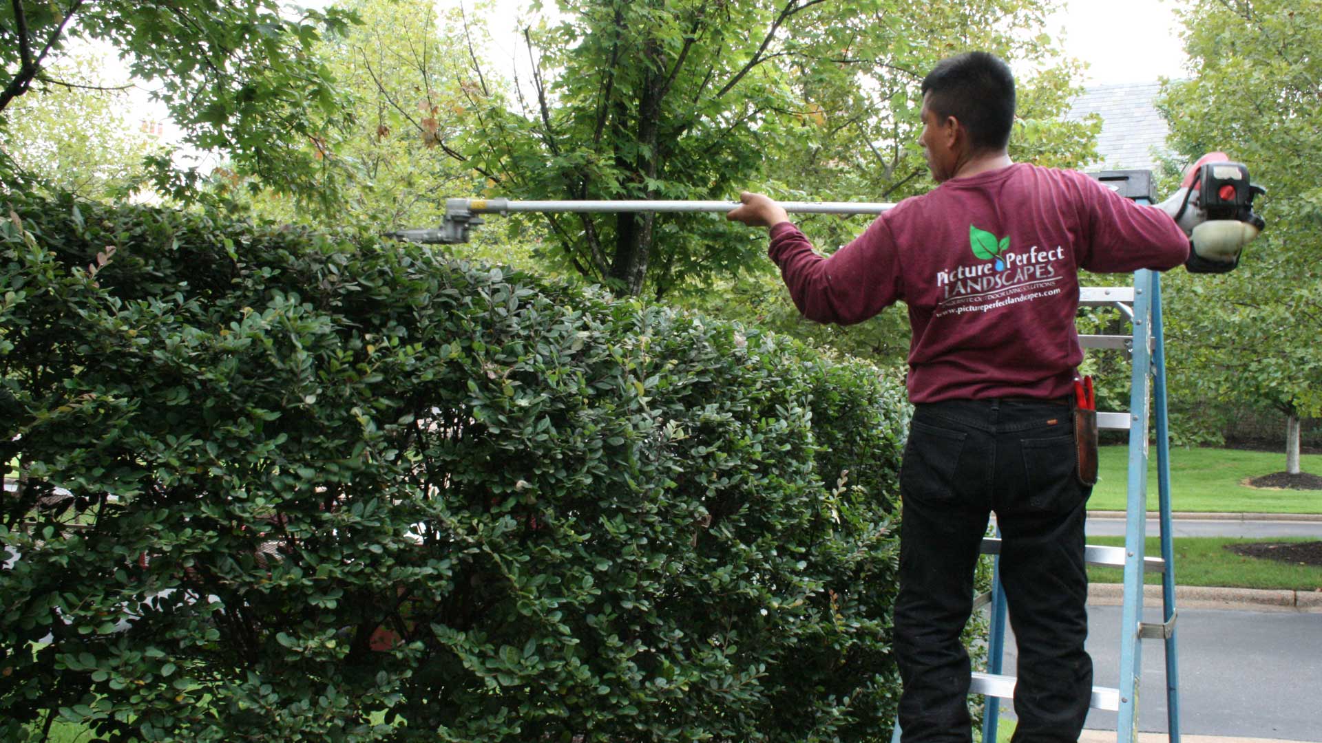 Want Healthy & Beautiful Plants? Make Sure They’re Trimmed & Pruned!