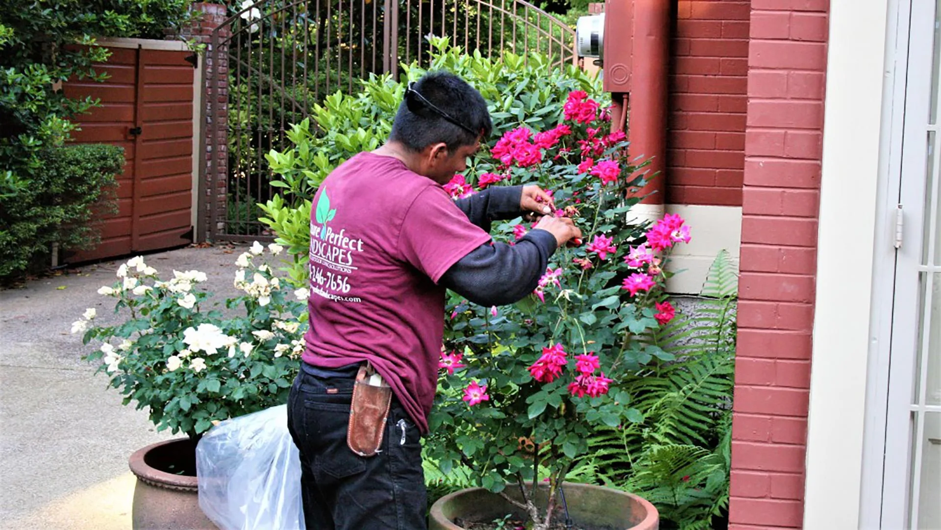 Pruning landscape shrubs and bushes in Memphis, TN.