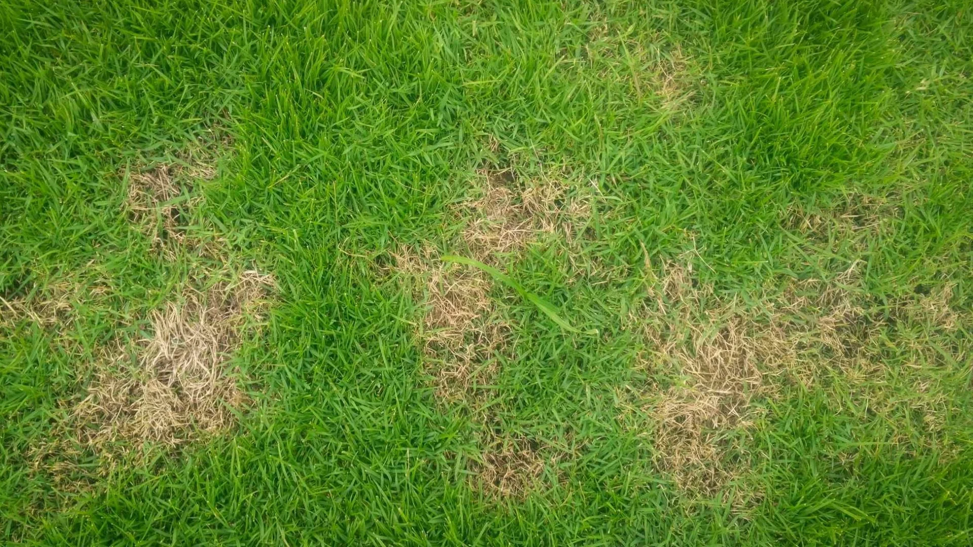 Fairy Ring & Dollar Spot - Two Lawn Diseases to Keep an Eye Out For