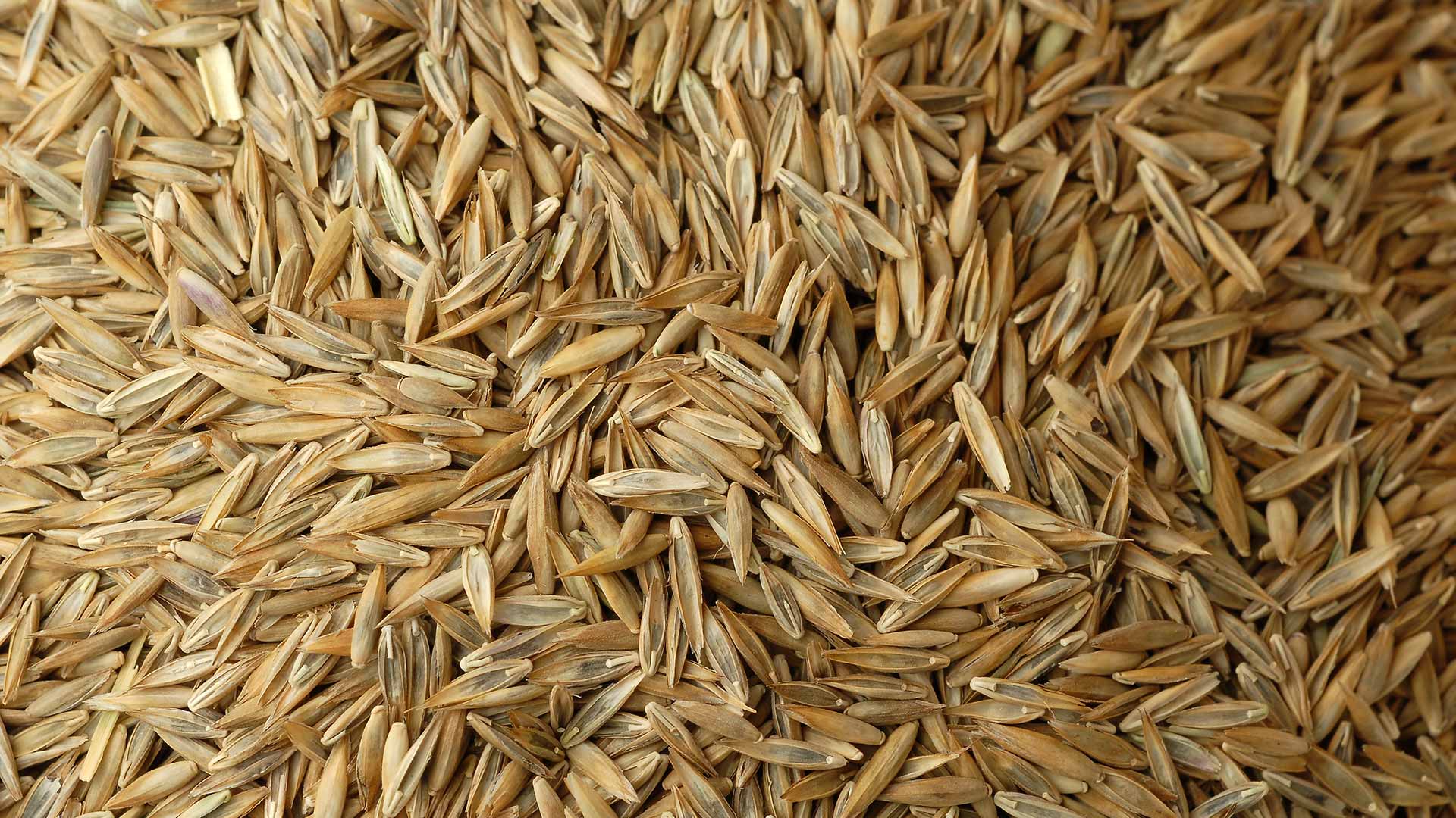 Seeds for a new lawn in Bartlett, TN.