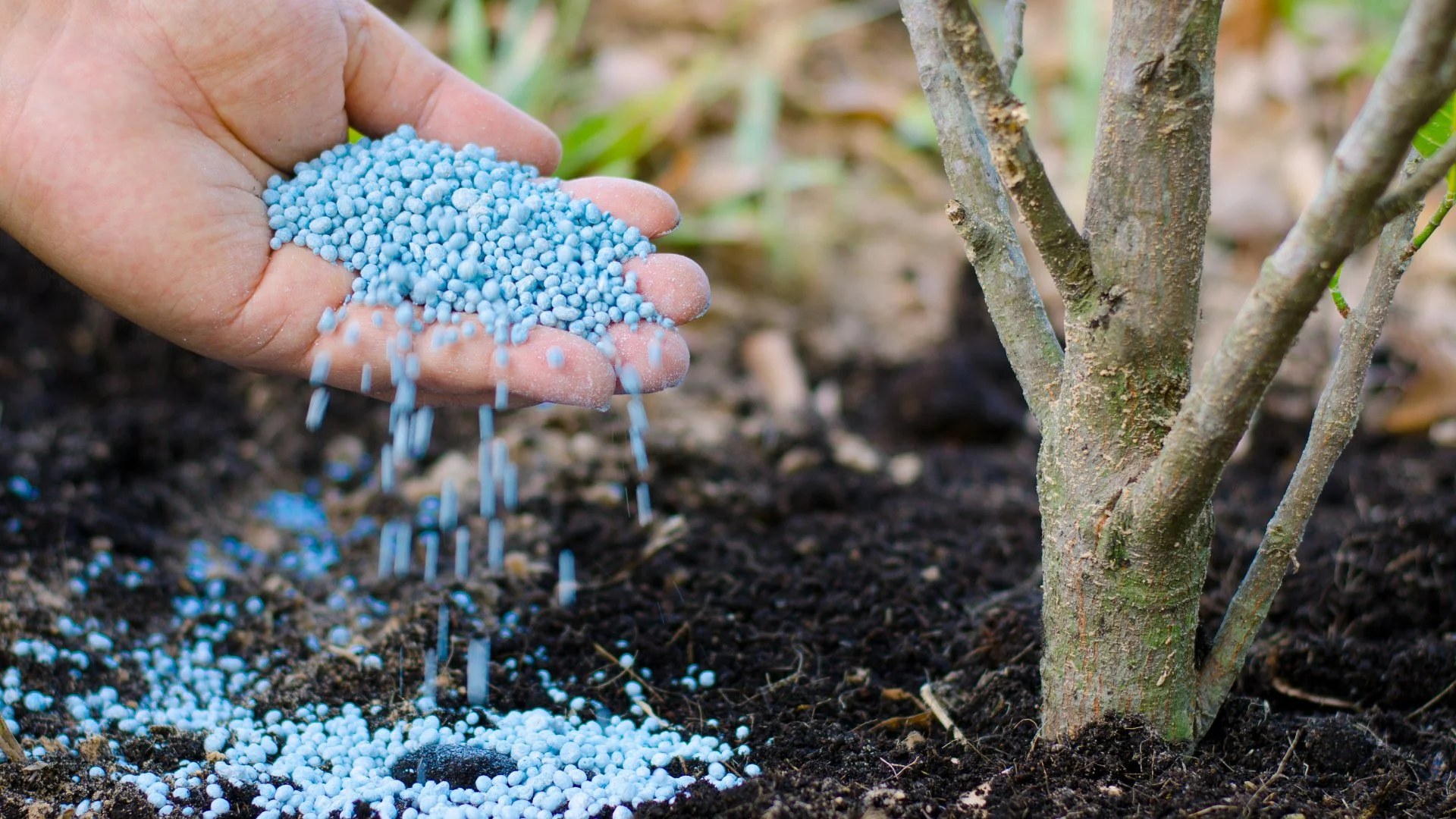 Tree & Shrub Fertilization - Here’s What You Need to Know!