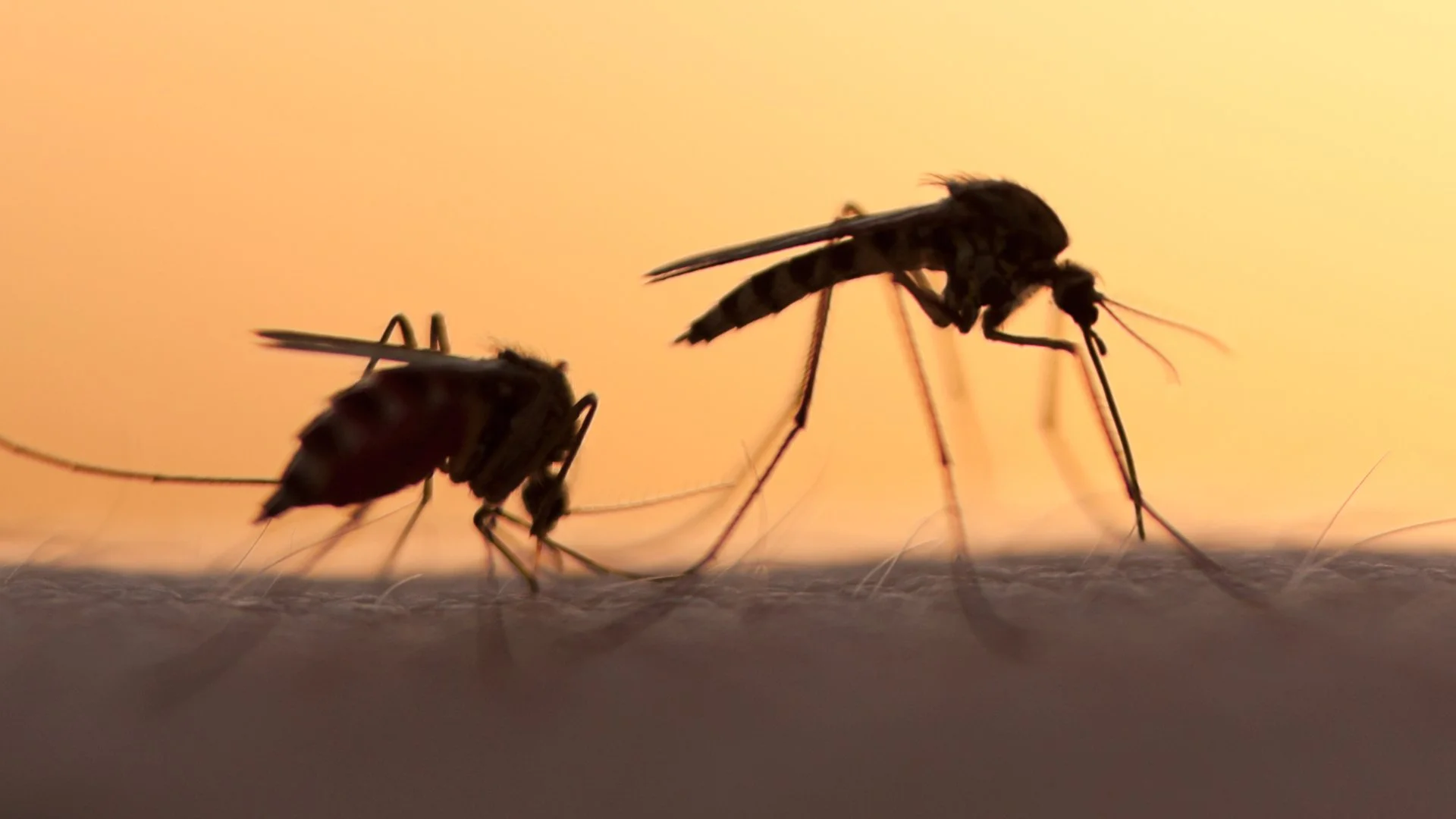 DIY Mosquito Control Will Lead to Wasted Money & Poor Results