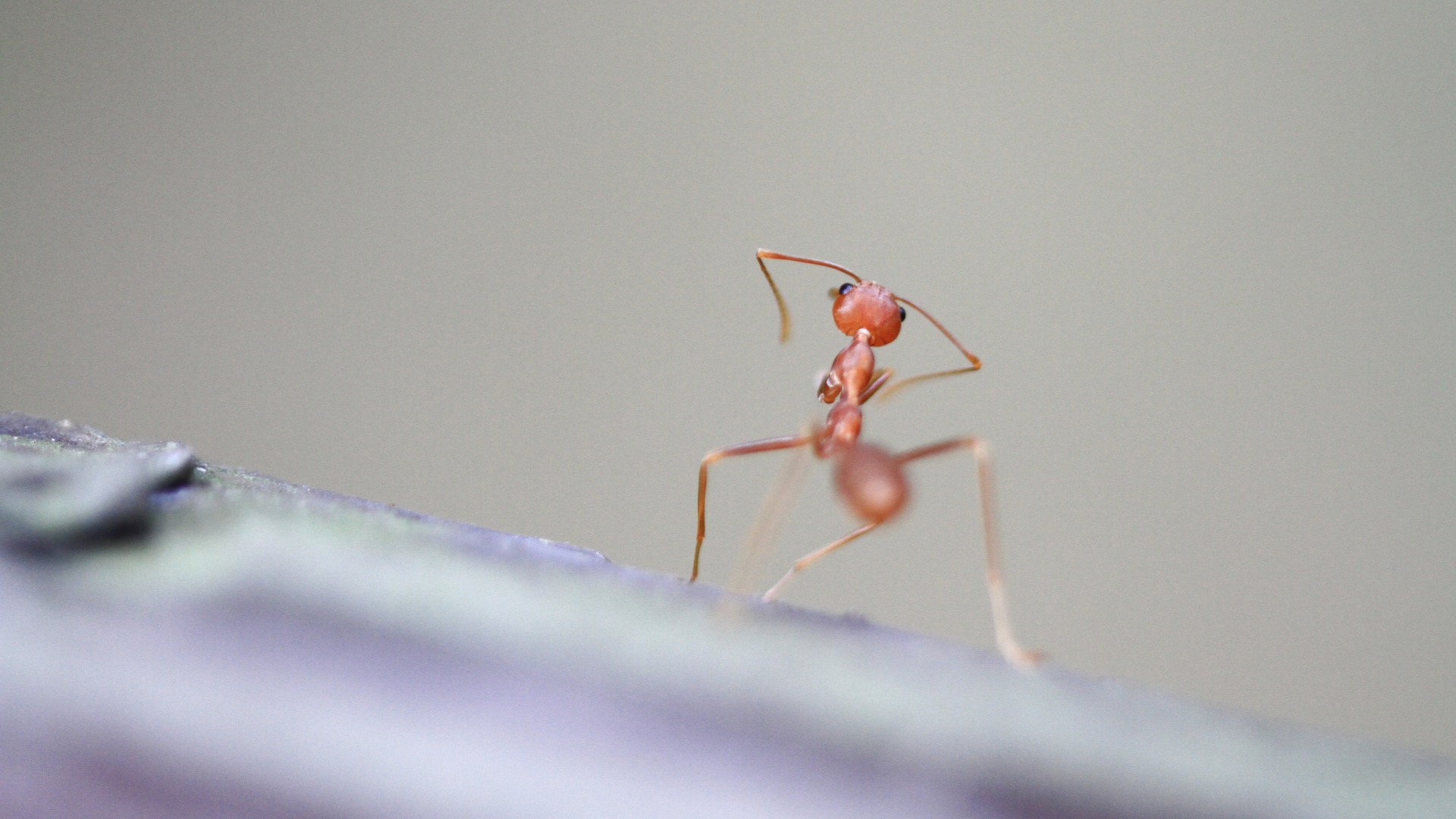 3 Things You Should Know Before Trying To Kill Fire Ants on Your Own