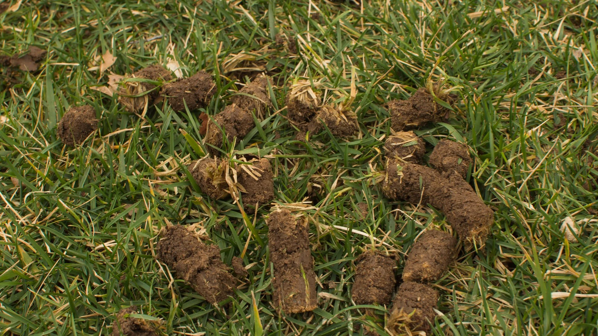 Noticing Clumps of Soil All Over Your Lawn After Aeration? Read This!