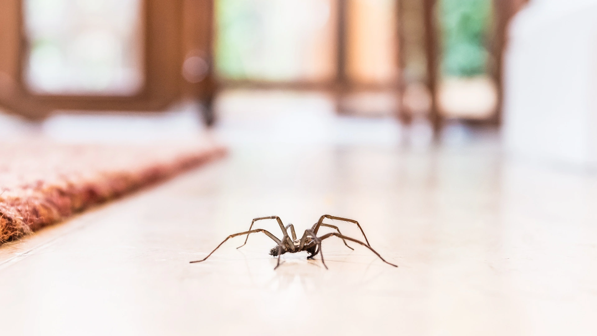 How to Keep Spiders Out of Your Home or Business