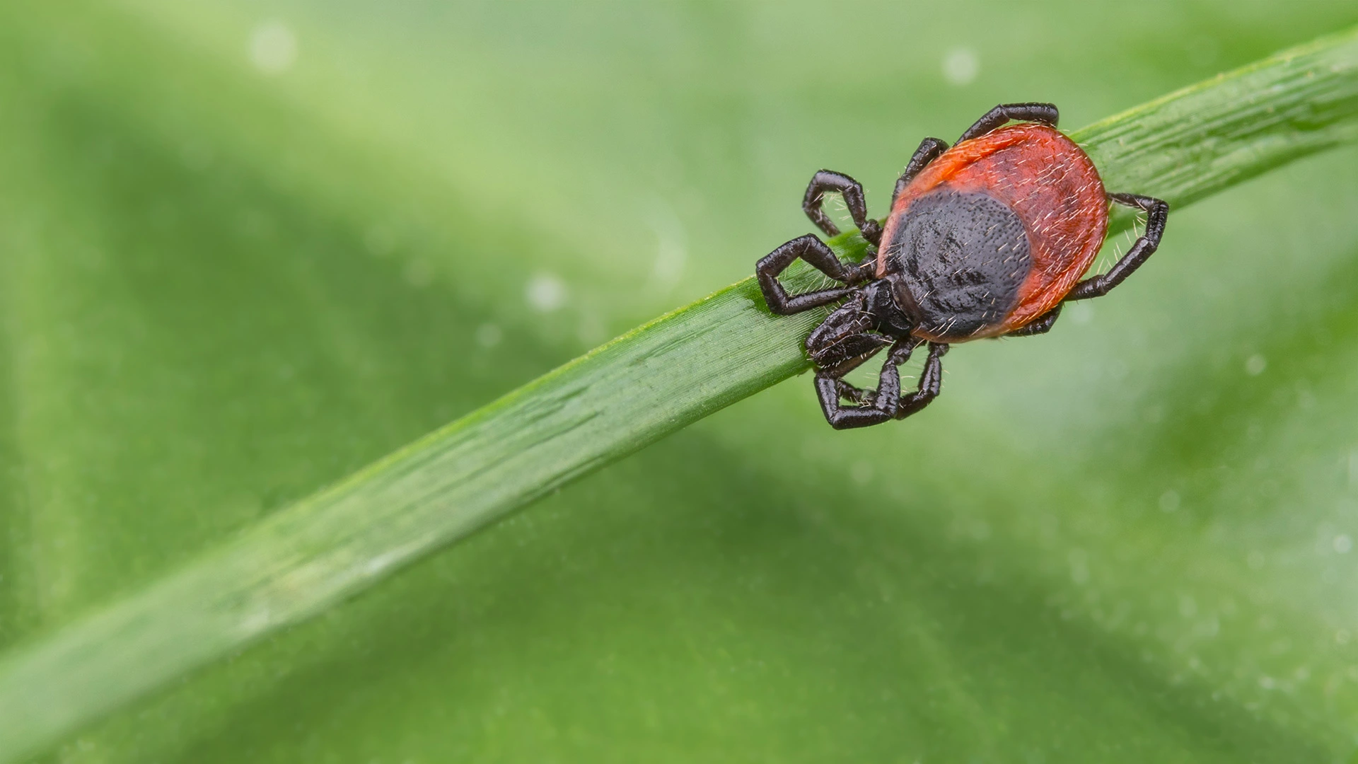 Dealing With Fleas & Ticks on Your Property? Here’s How to Keep Them at Bay
