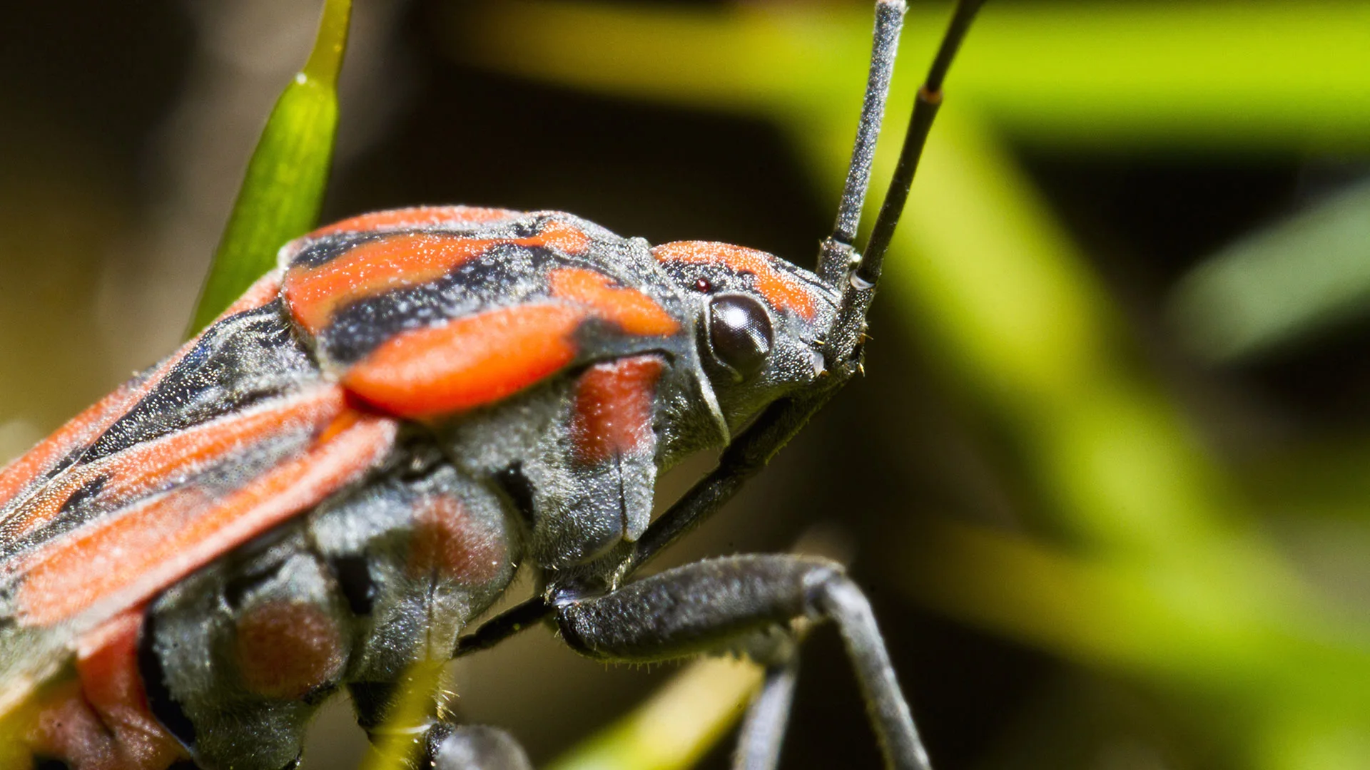 Up close shot of a chinch bug on a leaf near Midtown Memphis, TN.