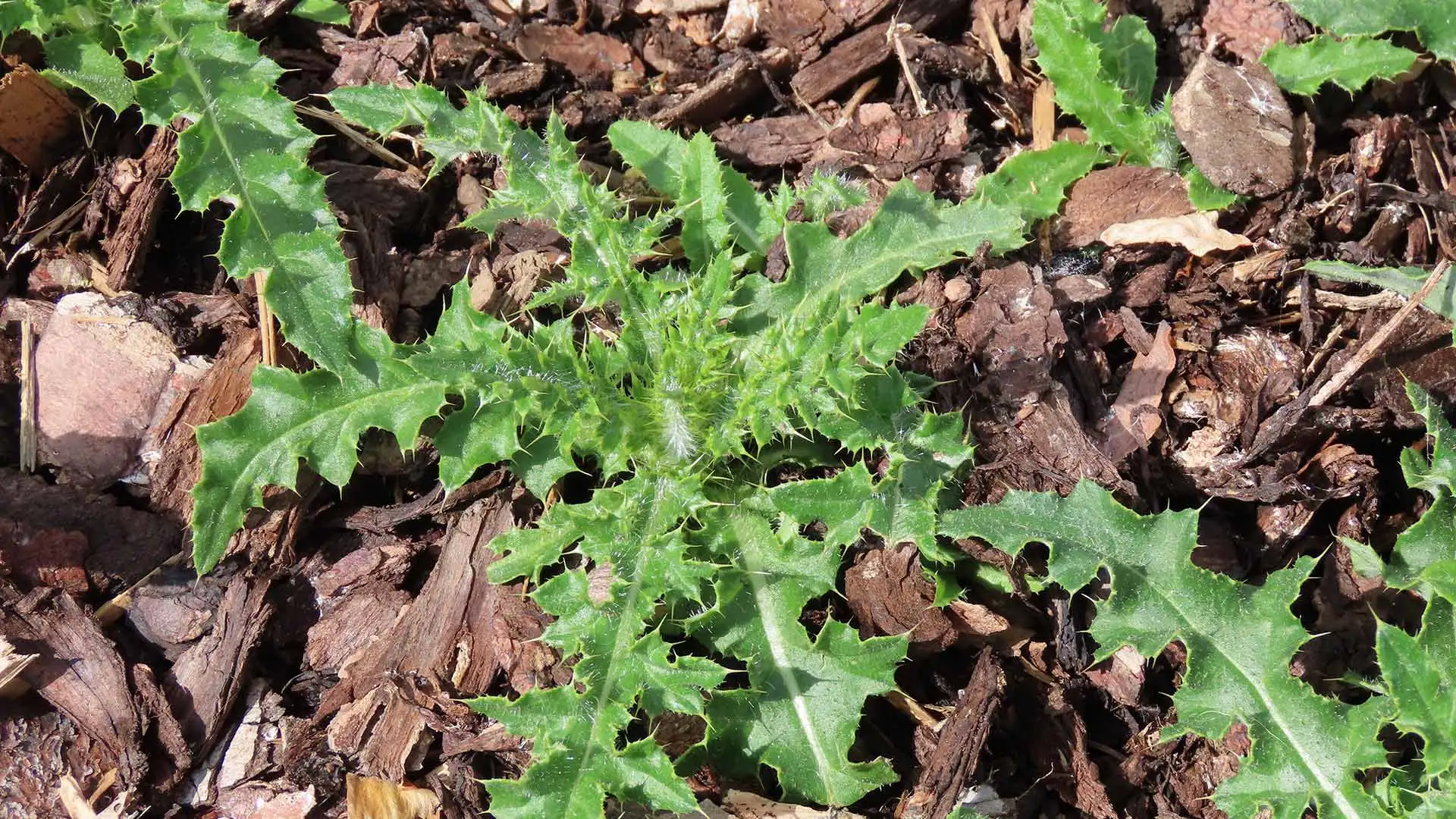 Weed variety in soil in Downtown East Memphis, TN.