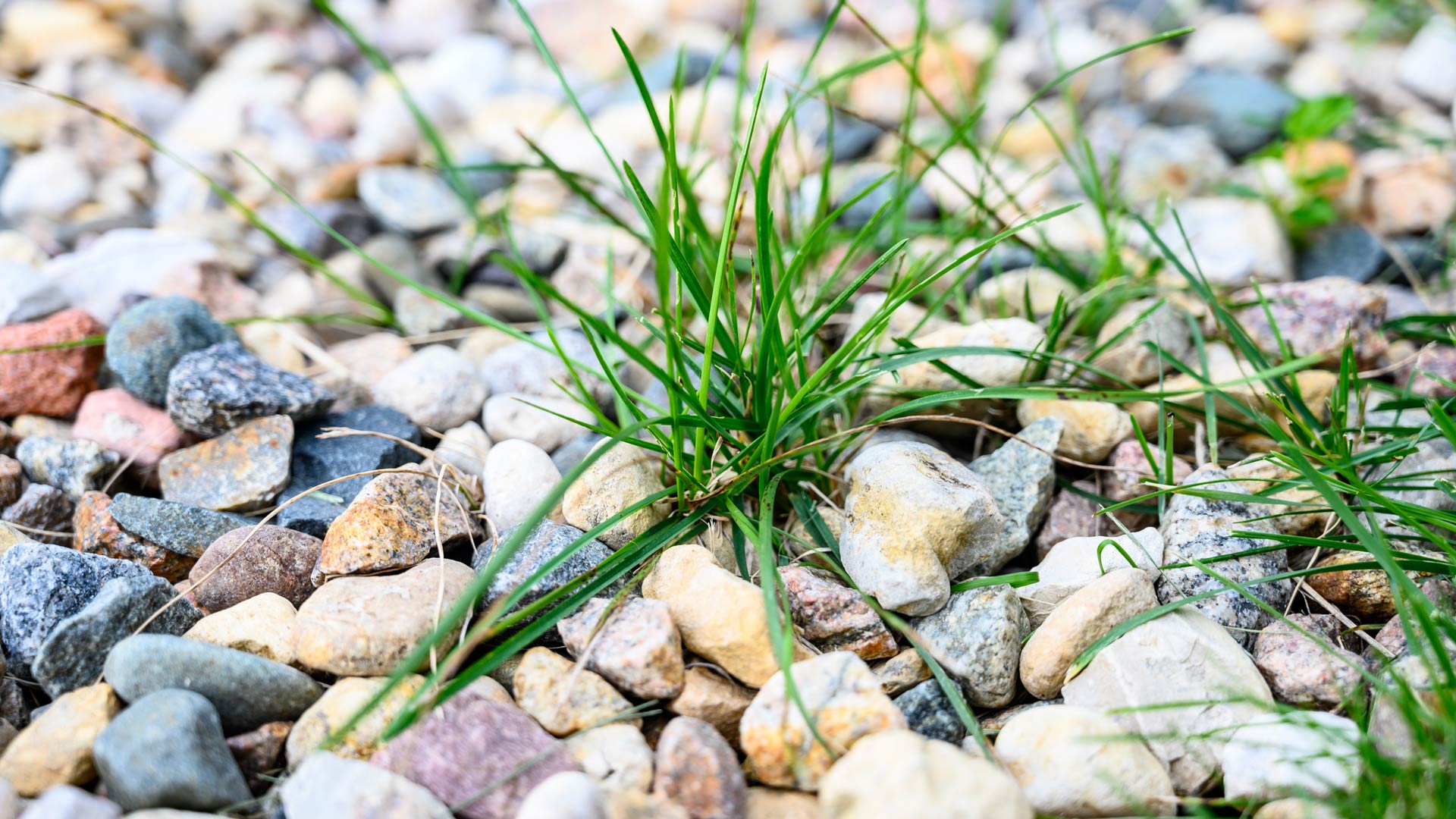 Here’s Why It’s So Important to Keep Your Landscape Beds Free of Weeds