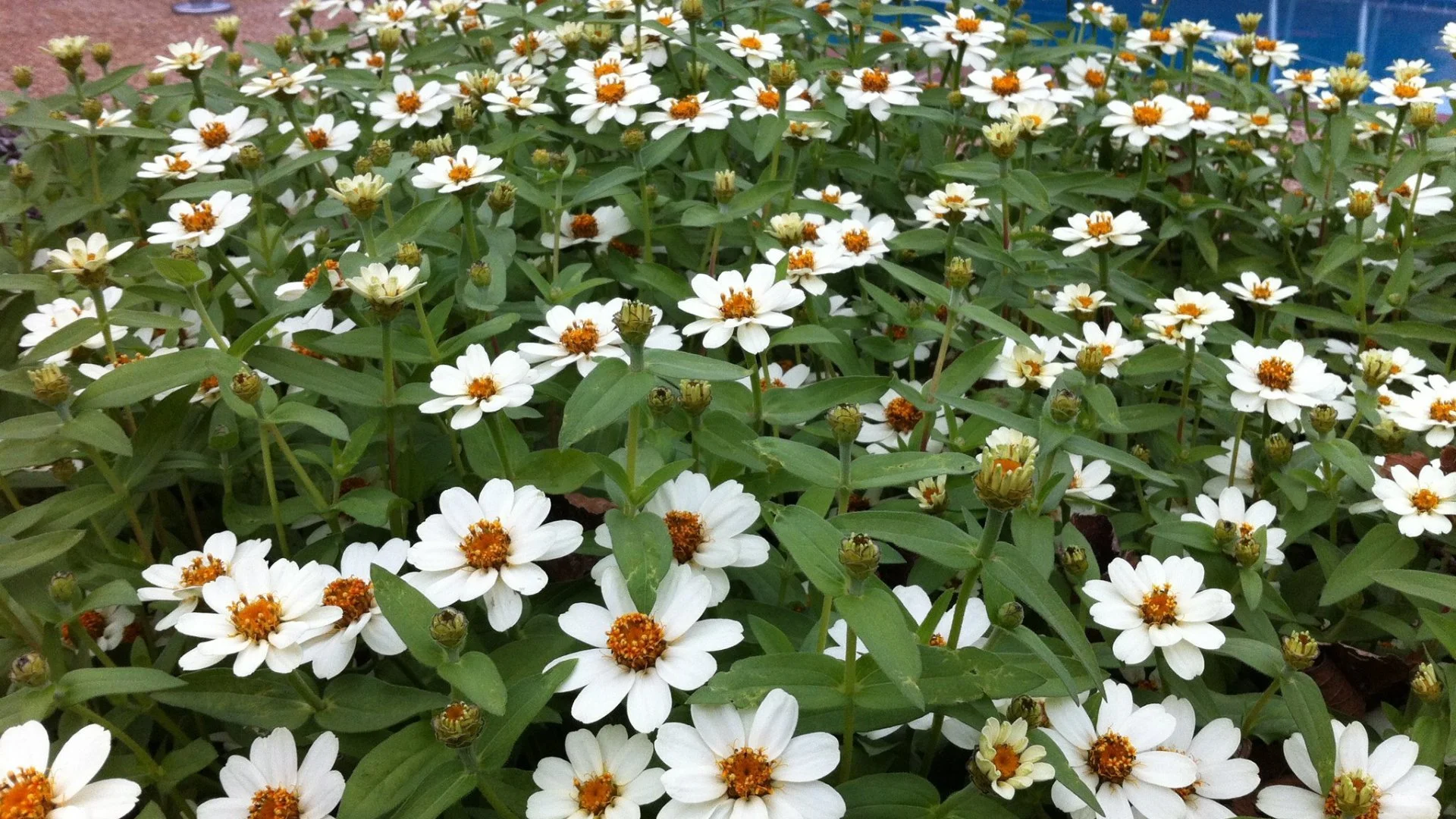 Annuals vs Perennials Flowers - Which Is Better to Plant in the Spring?