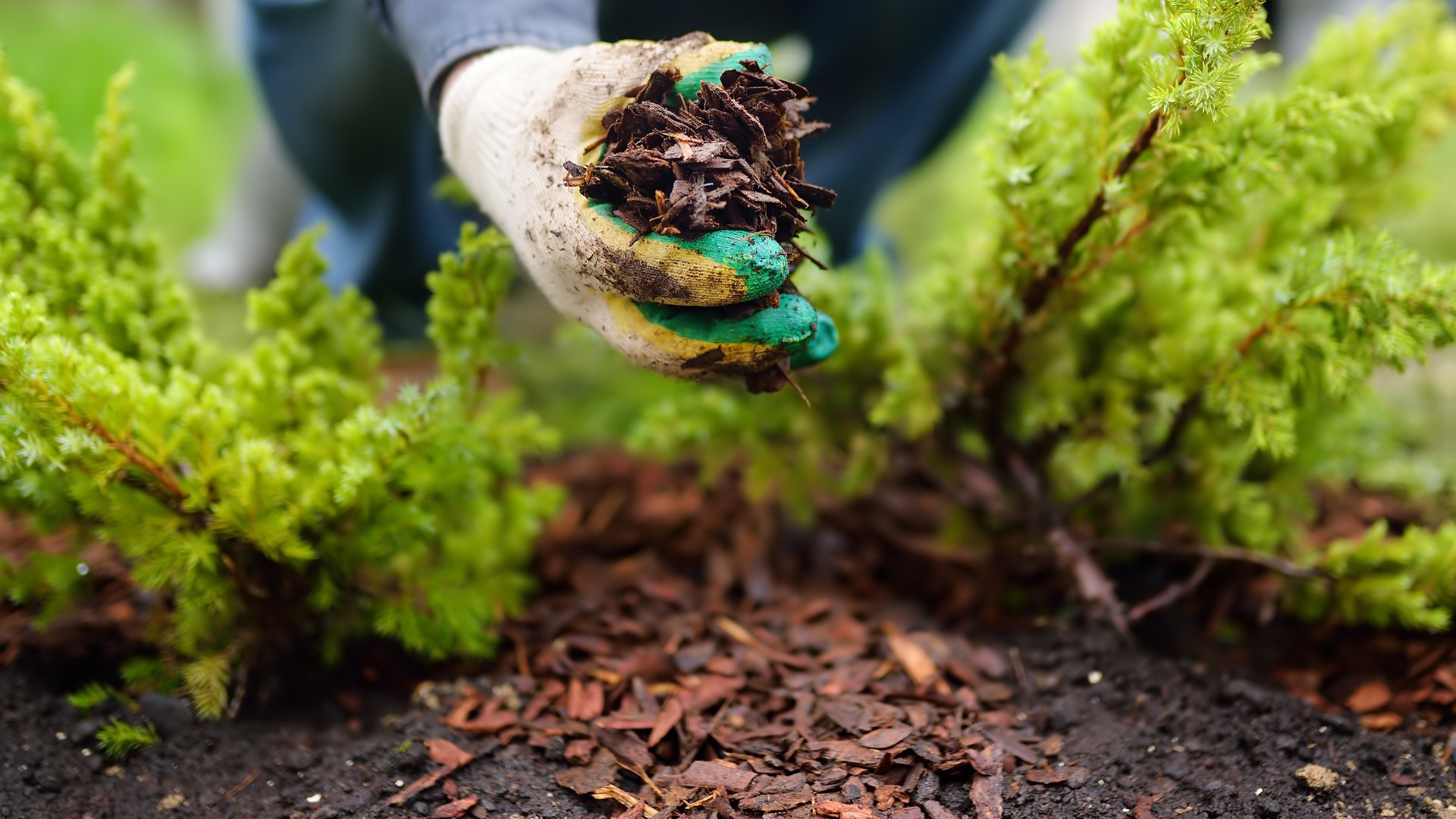 Forget to Replenish Your Mulch in the Spring? Remember to Do It This Fall!
