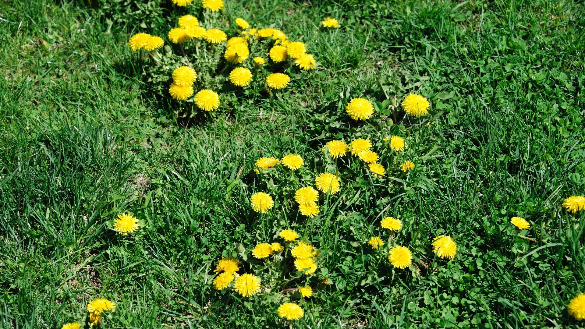 How Long Does It Take for Post-Emergent Weed Control to Work?