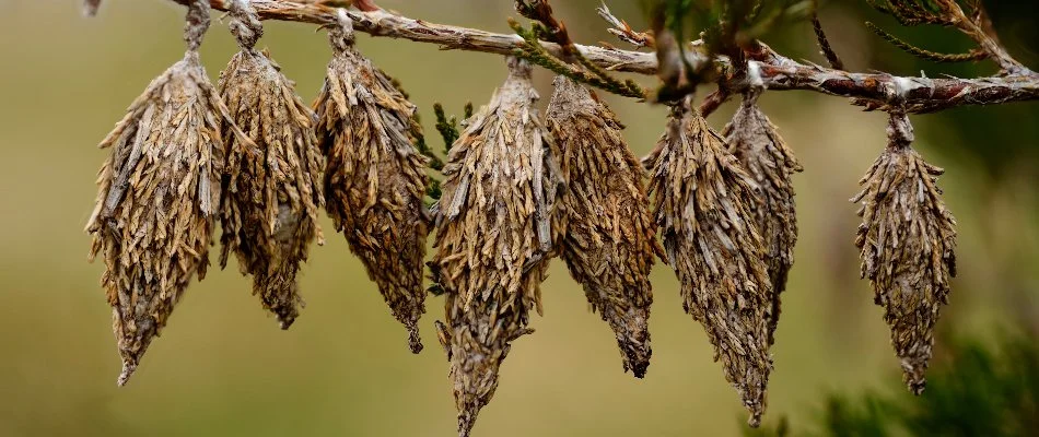 Bagworm on an evergreen in Memphis, TN.