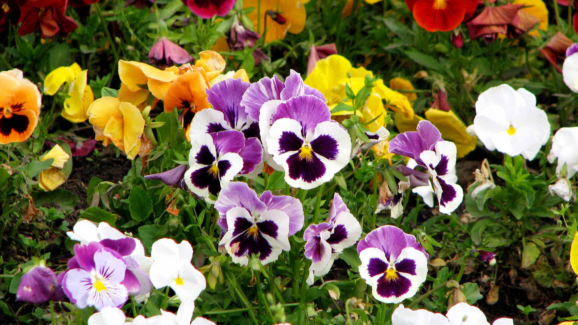 4 Fall Annuals to Plant in your Garden in Memphis, TN