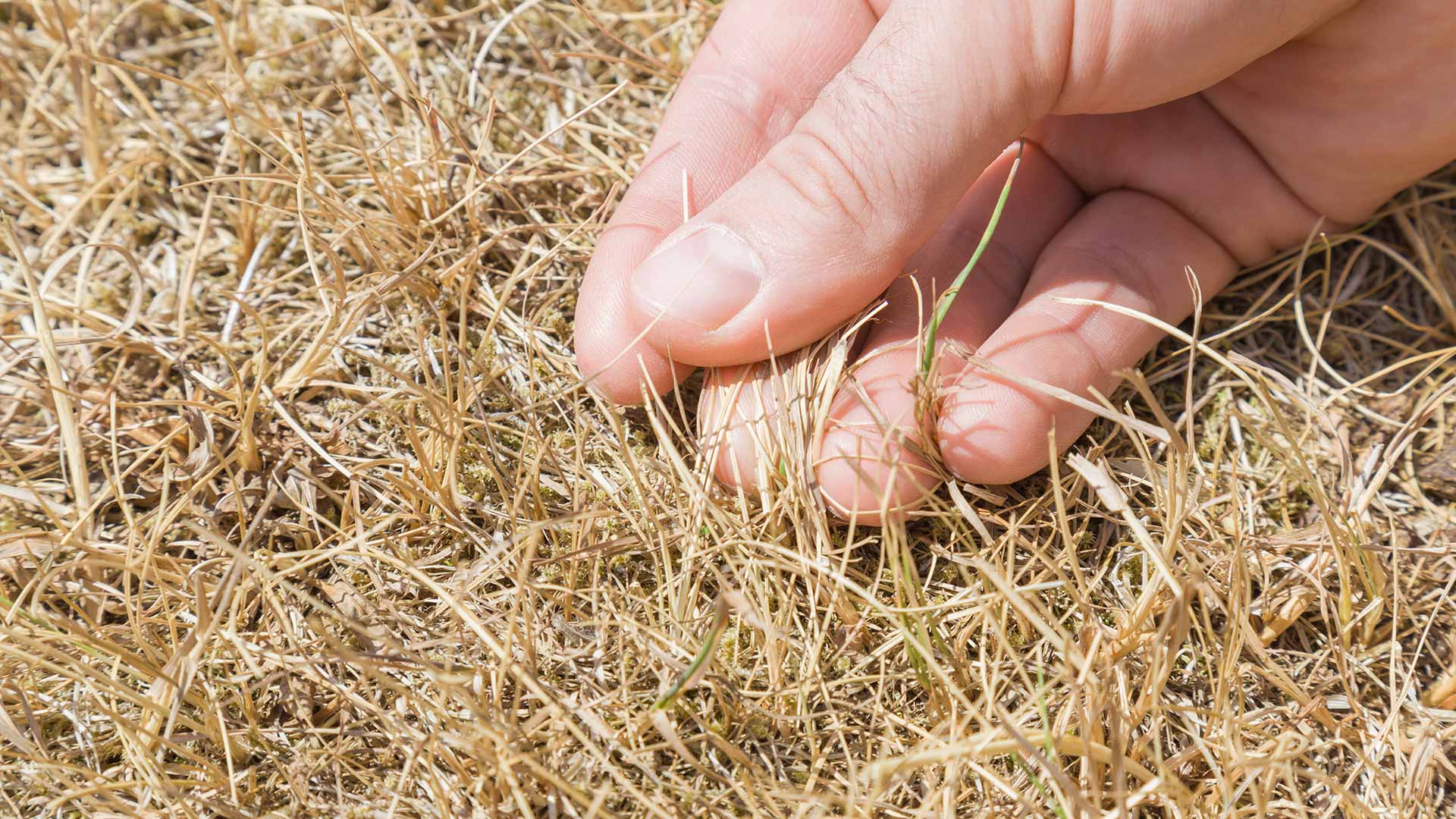 4 Lawn Diseases to Keep Your Eye Out for This Fall in Memphis, TN