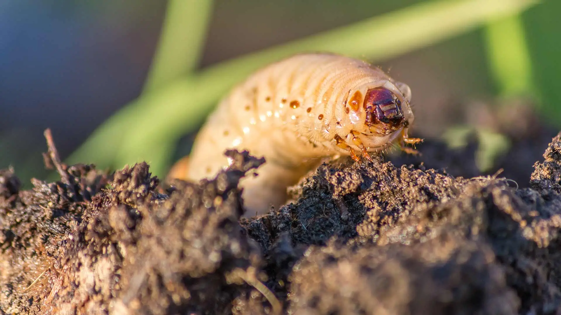 In a World Infested With Grubs - Healthy Lawns Won't Exist.