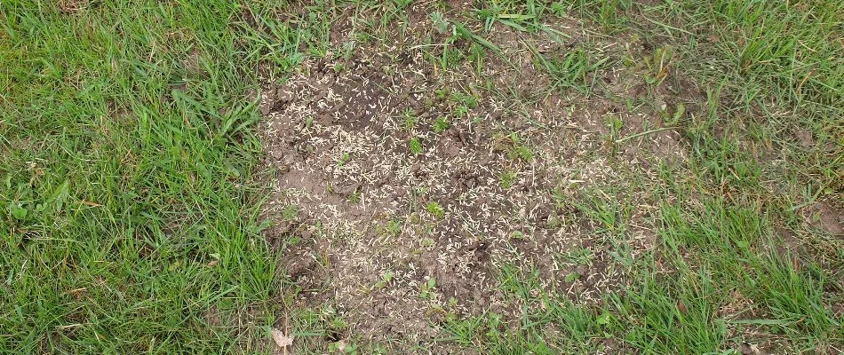Bare patch of grass in Memphis, TN, with grass seeds.
