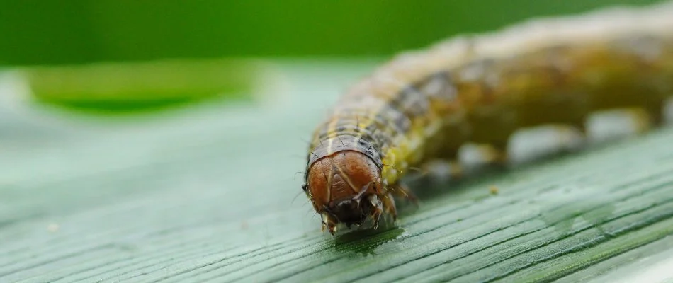 Close up of an armyworm on a blade of grass in Memphis, TN.