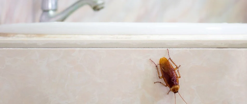 Cockroach near a sink in Memphis, TN.