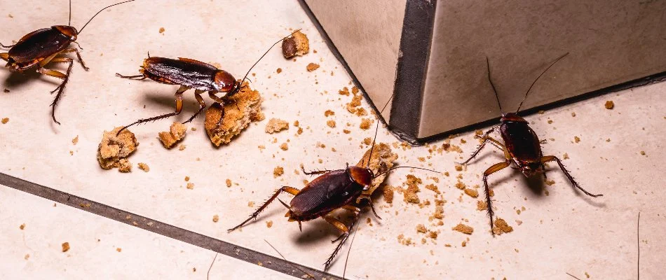 Cockroaches eating food crumbs on the floor in Memphis, TN.