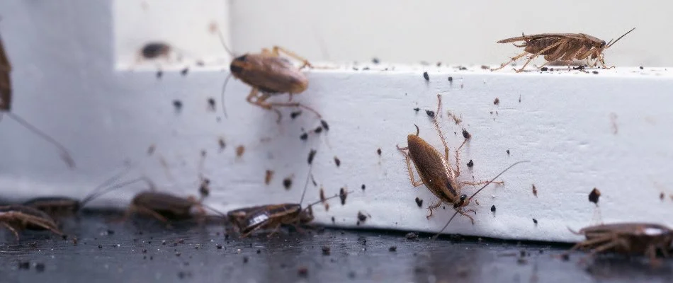 Cockroaches with fecal droppings in Memphis, TN.