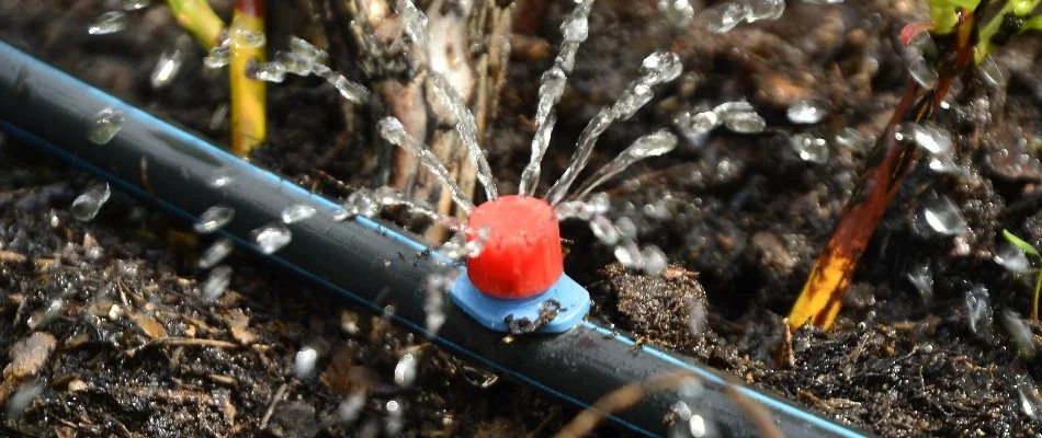 Drip irrigation emitter in Memphis, TN, landscape bed.