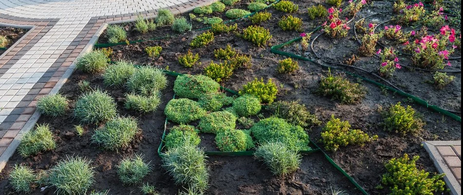 Drip irrigation system in landscape bed.