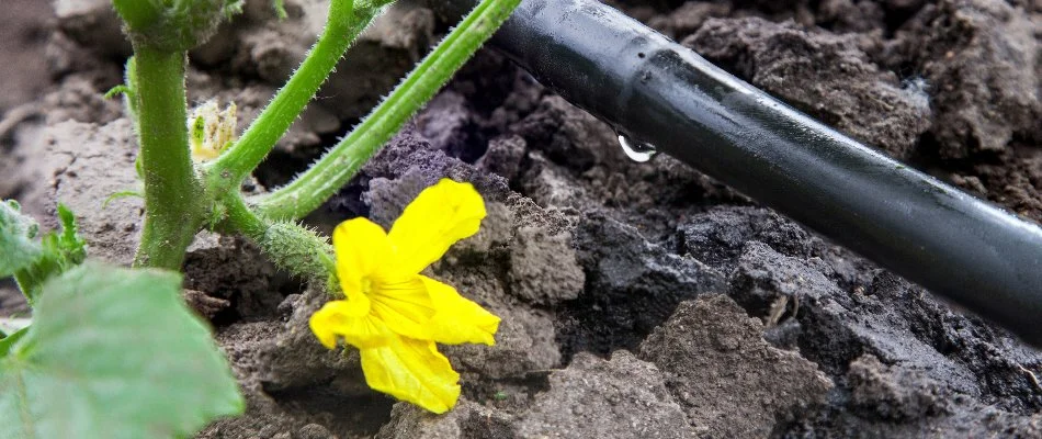 Drip irrigation system in Memphis, TN.