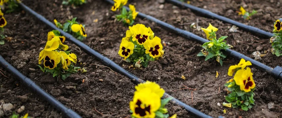 Garden bed in Memphis, TN, with drip irrigation system.