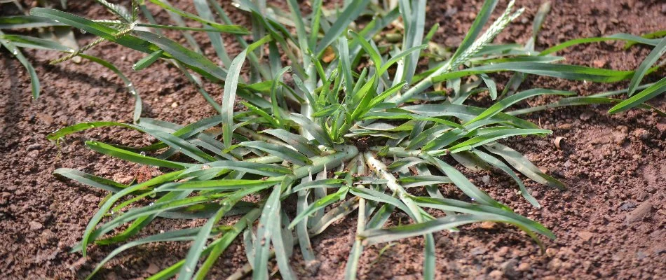 Goosegrass on the ground in Memphis, TN.