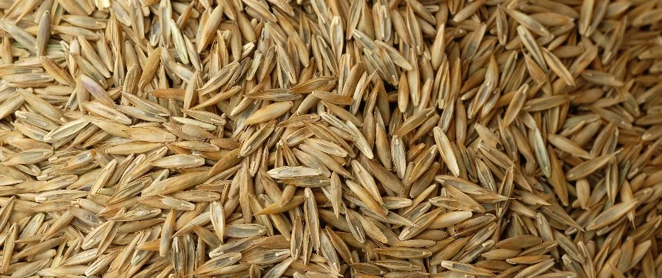 Grass seeds for overseeding in Memphis, TN.