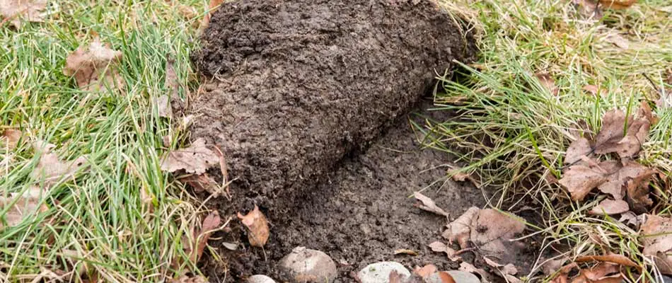 Grub damage to a lawn at a home in Germantown, TN.