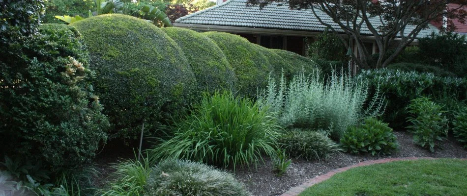 Landscape in Memphis, TN, with neatly trimmed shrubs and plants.