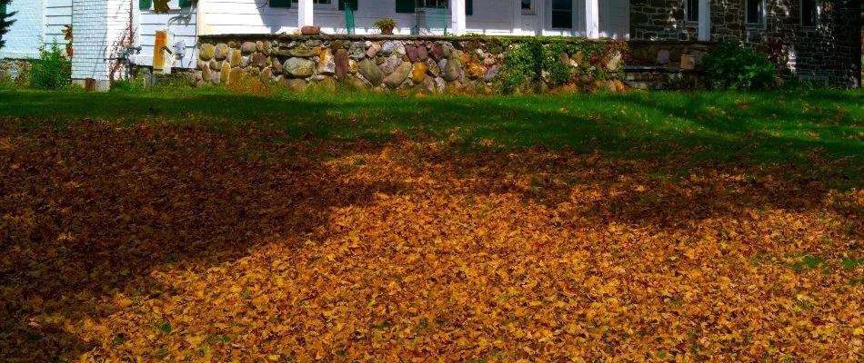 Pile of fall leaves in Memphis, TN.