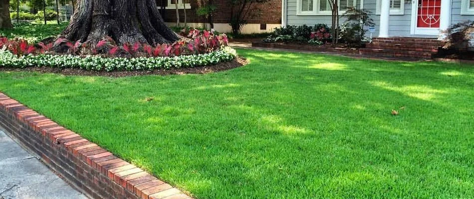 Lush, green grass with a large tree in Memphis, TN.