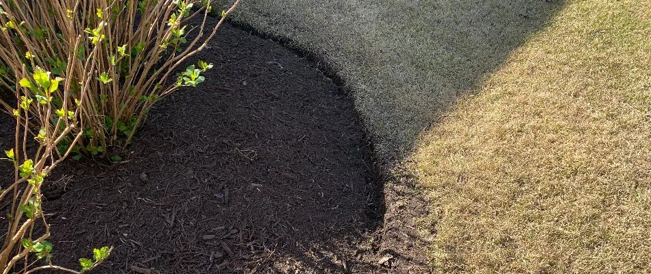 Mulch on a landscape bed in Memphis, TN.