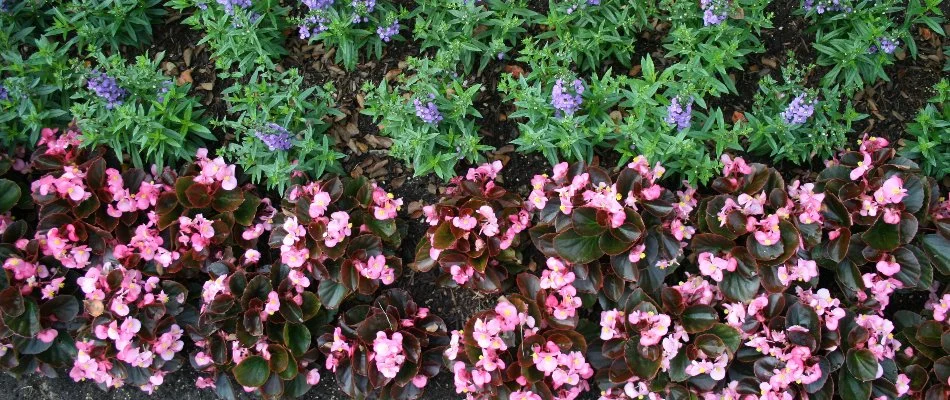 Pink begonias and purple flowers in a landscape in Memphis, TN.