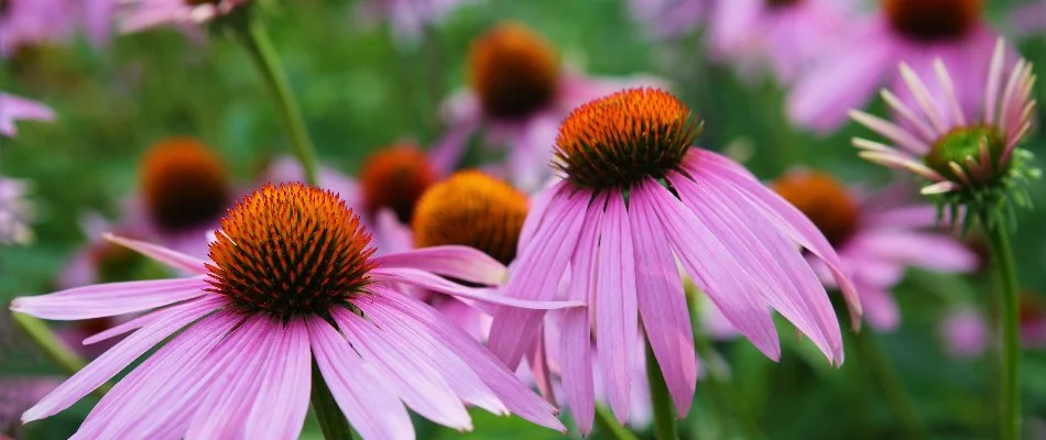 Purple coneflowers in Memphis, TN, with vibrant centers.