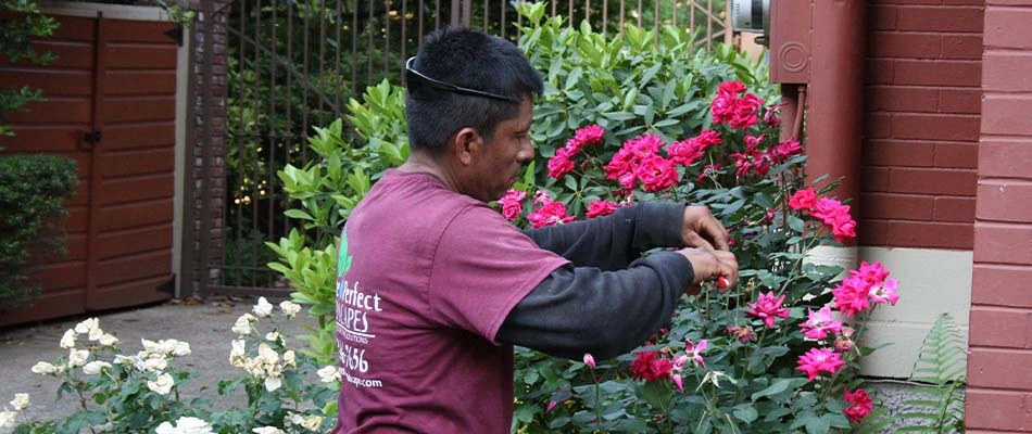 Our landscaper pruning a shrub for optimal health in Downtown Memphis, TN.