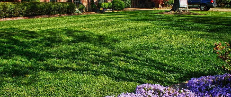 Thick green grass in Memphis, TN.