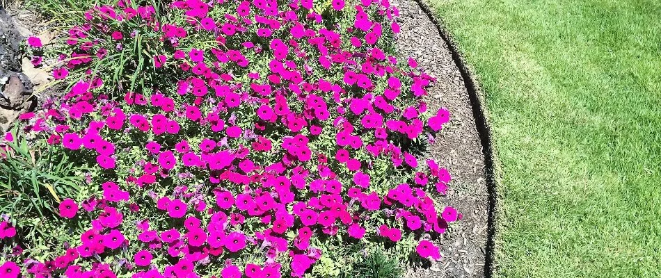 Vibrant, purple flowers in a landscape in Memphis, TN.