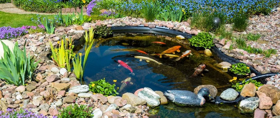 Water feature in Memphis, TN, with plants and fish.